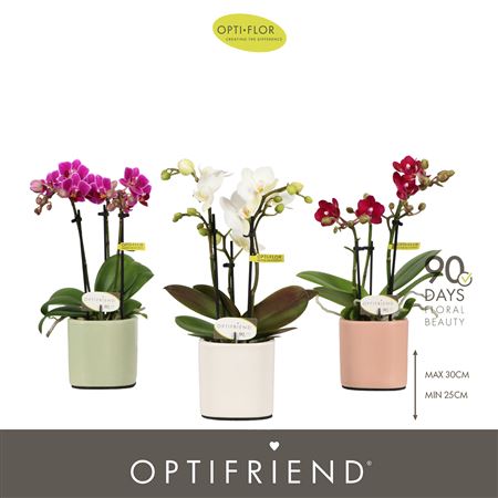 Phal 3st Mix In Piemonte Mix (opti)