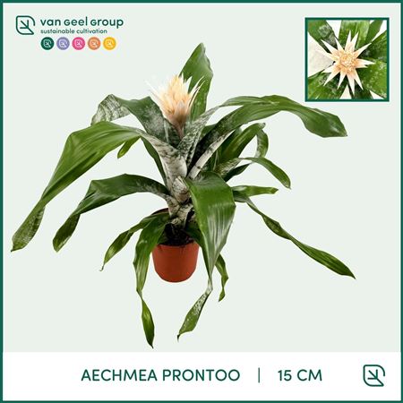 Aechmea Prontoo