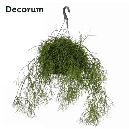 Rhipsalis Bacci. 'oasis' Hp 21