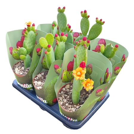 Opuntia Inamoena Potcover