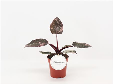 Philodendron Pink Princess