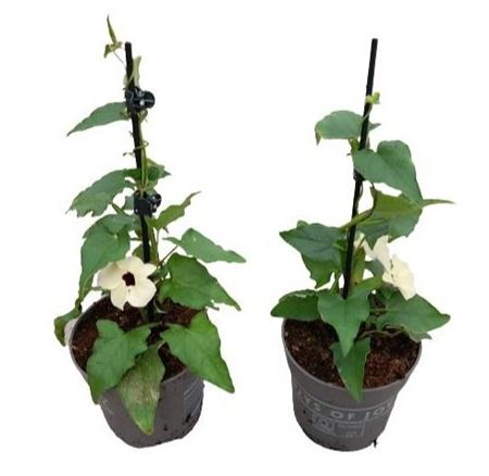 Thunbergia Alata White Halo