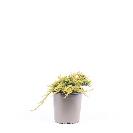 Juniperis Hor Golden Carpet