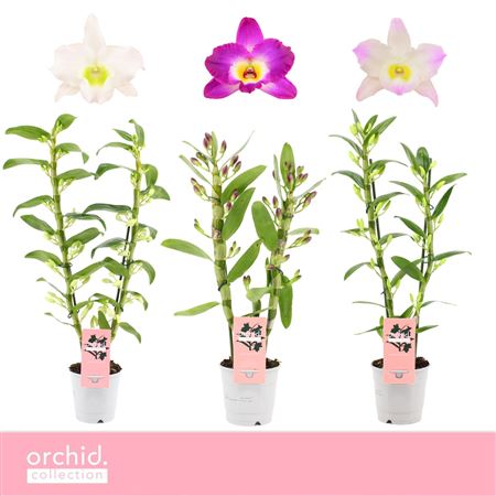 Дендр Ноб 2-й базовый уровень