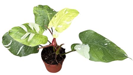 Philodendron Fresh Aurea