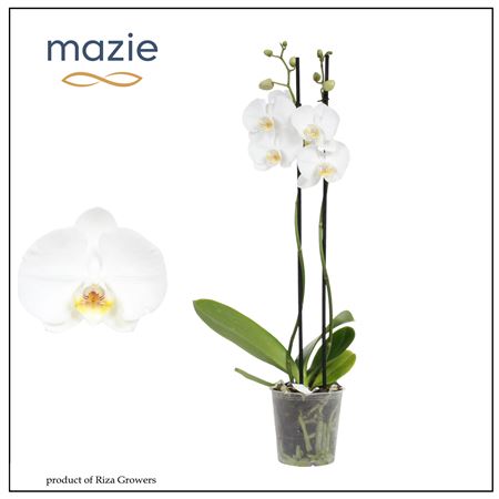Phal 2st White 14+ (maarel)