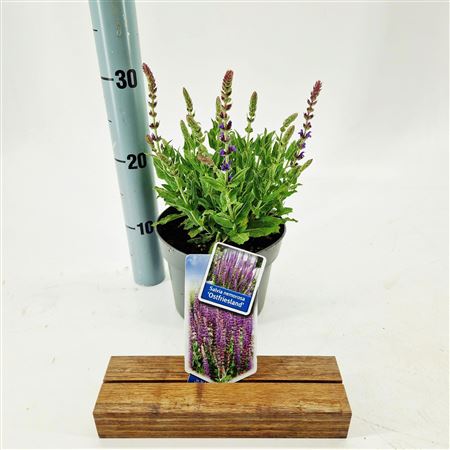 Salvia Nem Ostfriesland