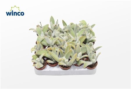 Kalanchoe Tomentosa Vilosa