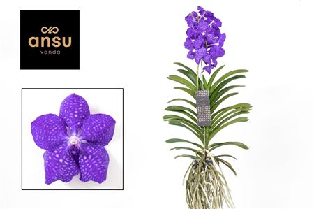 Vanda Dark Blue