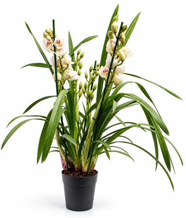 Cymbidium 4st White
