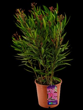 Nerium Oleander Pink