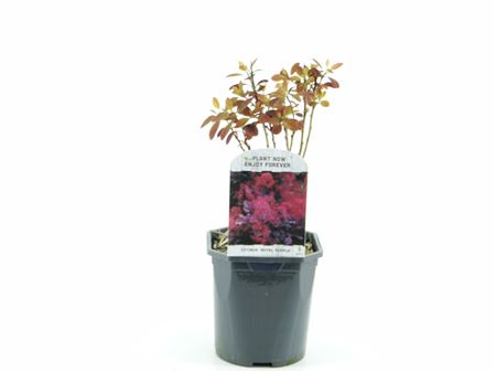 Cotinus Cog Royal Purple