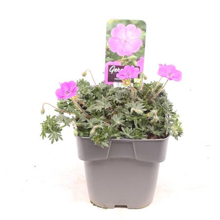 Geranium Sanguineum Frivolius Purple