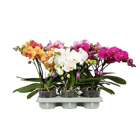 Phal 2st Shorty Bo Mix (opti)