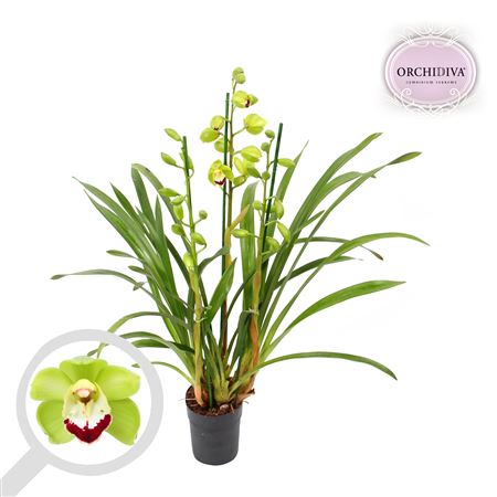 Cymbidium 4st Green