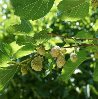 Шелковица белая Медовая в тубе