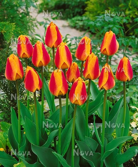 Тюльпан дарвинов гибрид Апельдорнс Элит | Оптовая цветочная компания «Флора Групп» Тюльпан дарвинов гибрид Апельдорнс Элит