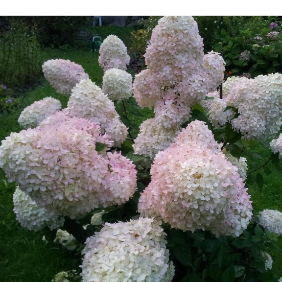 Гортензия метельчатая Фантом в тубе
