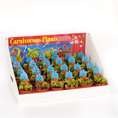 Dionaea Muscipula In Showbox