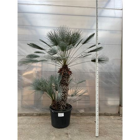 Chamaerops Humilis Cerifera Nr. 004