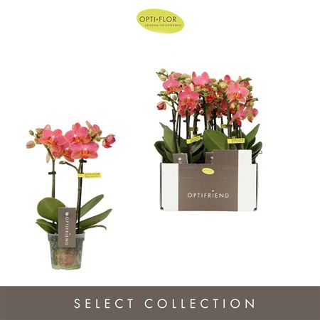 Phal 2st Optifriend Gwen 10+ (opti)