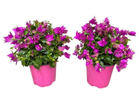 Bougainvillea Sanderiana Bush