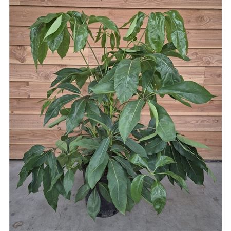 Schefflera Amate
