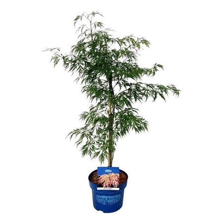 Acer Ice Dragon