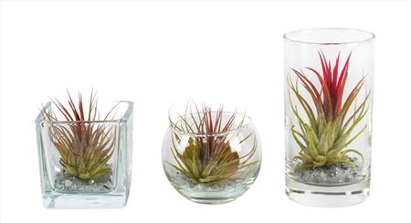 Tillandsia Glas Bvl Mix