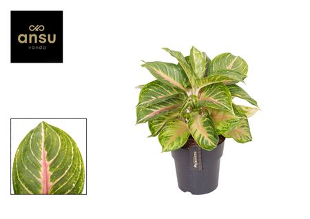 Aglaonema Sakura Muchi