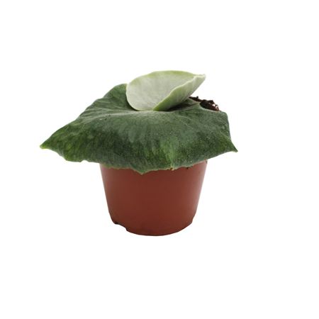 Platycerium Superbum