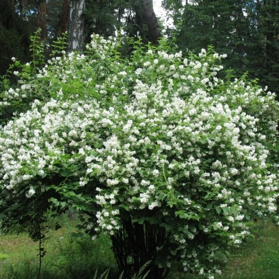 Чубушник лемуана Аваланч в тубе