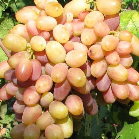 Виноград культурный Виктор в тубе