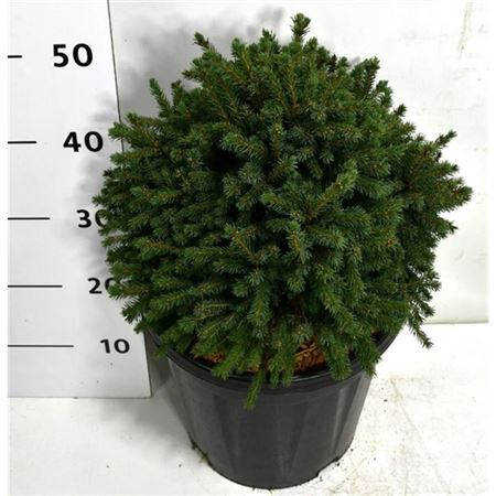 Picea Gl Echiniformis