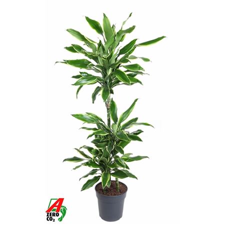 Drac Gold Coast 60-30-15