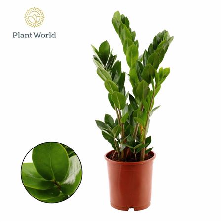 Zamioculcas