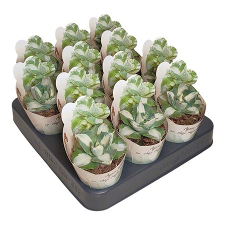 Agave Potatorum Shoji Raijin Mediopicta Alba