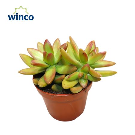 Sedum Neusbaumiama