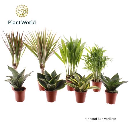 Tiny Happy Family Luxe Mix 6-7srt (decorum)