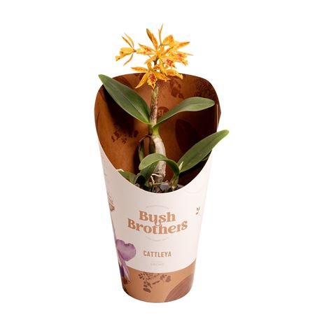 Cattleya 1st 2+ Op Soort Orange Epi