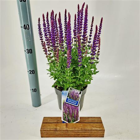 Salvia Nem Ostfriesland