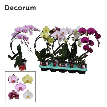 Phal 2st Boomerang Mix 14+ Decorum (bernhard)