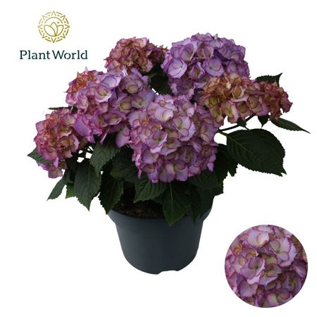 Hydrangea Bol Ave Blue (specialty)