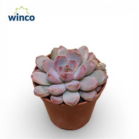 Echeveria Monroe