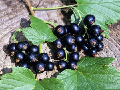 Смородина золотистая Ида