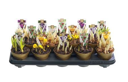Bulb Mix Special