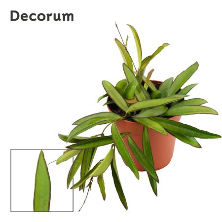 Hoya Wayetti Green (decorum)