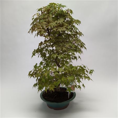 Acer Deshojo Bonsai '