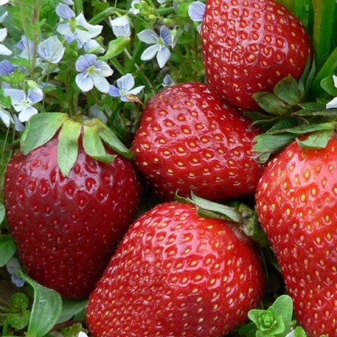 Земляника Выставочная