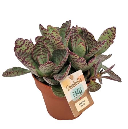 Kalanchoe Perdiz